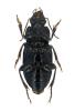 Harpalus rufipalpis